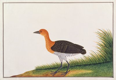 Slaty-legged Crake, from Drawings of Birds from Malacca by Chinese School